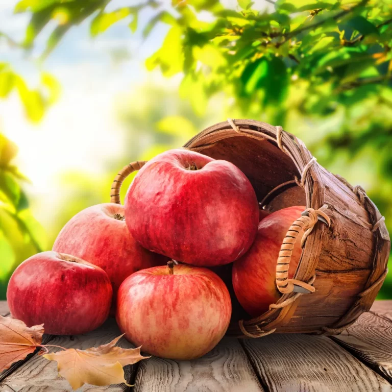 Premium Quality Apple